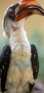 Bird Hornbill Beak Live Wallpaper