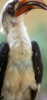 Bird Hornbill Beak Live Wallpaper