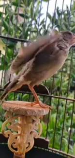 Bird perched in a vibrant cage with lush green background.