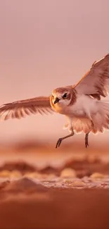 Bird gracefully flying over a sunset-lit landscape.