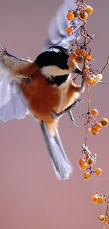 Colorful bird in flight with orange berries.