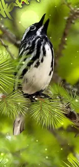 Black-and-white bird on a branch with lush green background.