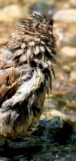 Bird with wet feathers in a natural setting.