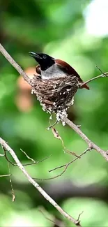 Bird perched in nest on tree branch.