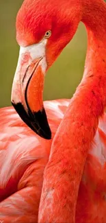 Bird Light Neck Live Wallpaper