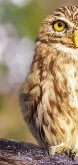 Bird Light Owl Live Wallpaper