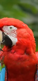 Bird Mammal Parrot Live Wallpaper