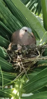 Bird nestled in lush green tropical leaves.