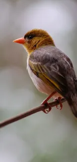 Bird perched on a branch in a natural setting, capturing serene beauty.