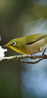 A small bird perched on cherry blossoms against a blurred natural background.