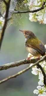 Small bird perched on blossom branch with soft focus background.