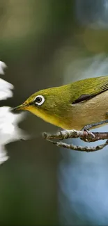 Olive green bird perched on a delicate branch near blossoms.