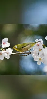 Bird perched on cherry blossom branch, vibrant and scenic.