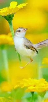 Small bird perched on a yellow flower in a lush green field.