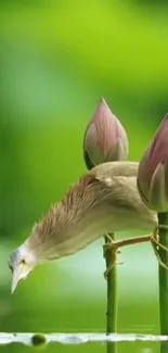 Bird balancing on pink lotus buds with green background.