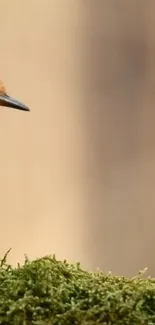 Bird perched on mossy branch with beige background.