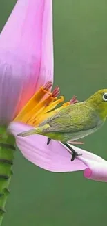 Bird perched on a vibrant pink banana flower in a serene nature setting.