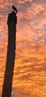 Silhouette of a bird against an orange sunset sky.