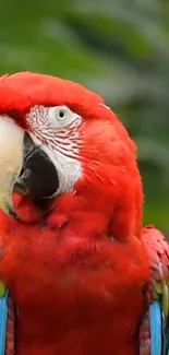 Bird Parrot Beak Live Wallpaper