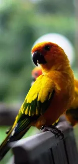 Bird Parrot Beak Live Wallpaper