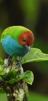 Bird Parrot Beak Live Wallpaper