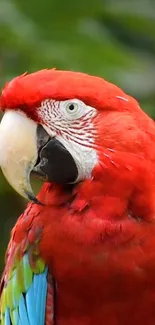 Bird Parrot Beak Live Wallpaper