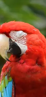 Bird Parrot Beak Live Wallpaper