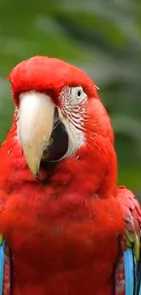 Bird Parrot Beak Live Wallpaper