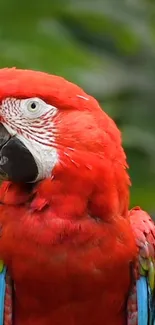 Bird Parrot Beak Live Wallpaper