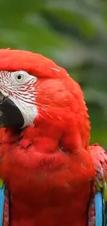 Bird Parrot Feather Live Wallpaper