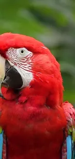 Vibrant red parrot in natural setting for mobile wallpaper.