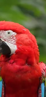 Bird Parrot Feather Live Wallpaper