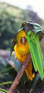 Bird Parrot Wildlife Live Wallpaper