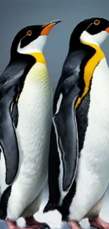 Pair of elegant emperor penguins on a gray background.