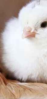 Close-up of a fluffy white chick in a serene setting.