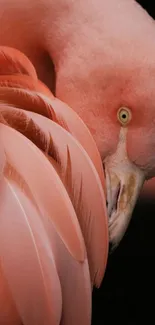 Bird Pink Racy Live Wallpaper