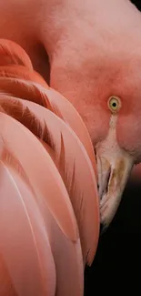 Bird Pink Racy Live Wallpaper