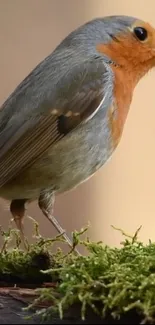 Bird Plant Beak Live Wallpaper