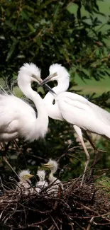 Bird Plant Beak Live Wallpaper