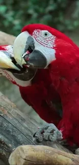 Bird Plant Macaw Live Wallpaper