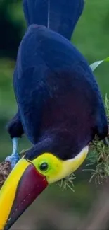 Bird Plant Toucan Live Wallpaper