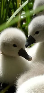 Cute baby ducklings enjoying sunlight among green grass.