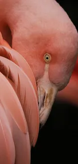 Bird Racy Flamingo Live Wallpaper