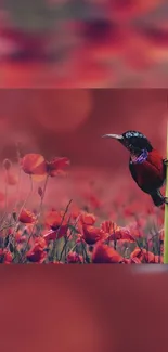 Bird Red Beak Live Wallpaper