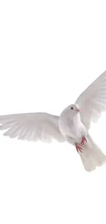 Bird Sky Beak Live Wallpaper