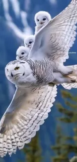 Bird Snowy Owl Beak Live Wallpaper