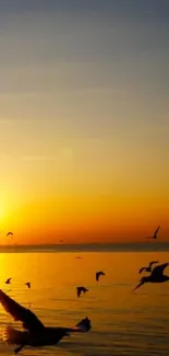 Bird Sunset Vertebrate Live Wallpaper