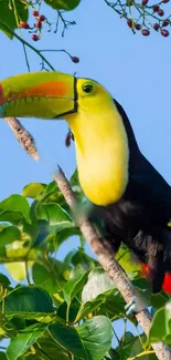 Bird Toucan Sky Live Wallpaper