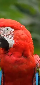 Bird Vertebrate Parrot Live Wallpaper