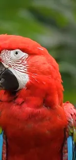 Bird Vertebrate Parrot Live Wallpaper